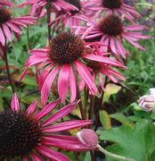 Image result for Echinacea purpurea Pica Bella