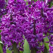 Image result for Hyacinthus Purple Sensation