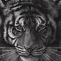 Image result for Tiger Drawing Kit