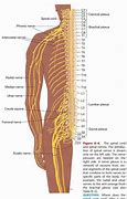 Image result for Lumbar Spinal Nerve 5