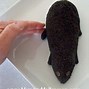 Image result for Rat Eating Cheese Halloween Prop