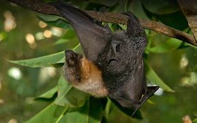 Image result for Cute Fruit Bat Pics