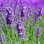 Image result for Lavender Plants