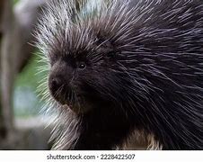 Image result for Porcupine Spikes