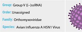 Image result for Influenza A Virus Subtype H5N1