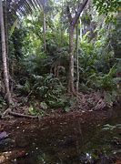 Image result for Kenya Jungle