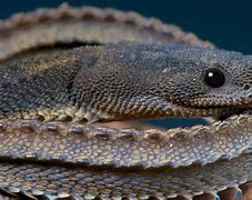 Image result for Snake Lizard Dragon