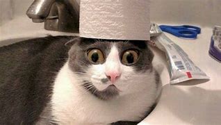 Image result for I Fixed It Cat Meme