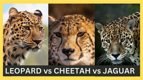 Image result for Java Programs Grid Layout