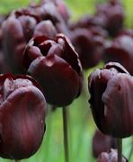 Image result for Tulipa Continental