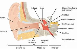 Image result for Ear Anatomy Medical