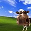 Image result for Polish Cow 500 Pixels