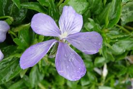 Image result for Viola cornuta Boughton Blue