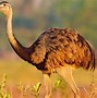 Image result for What Is the Biggest Bird in the World