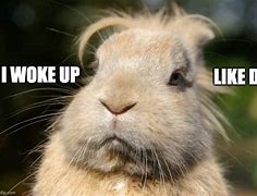 Image result for Rabbit C'mon Meme