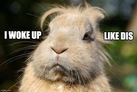 Image result for Wild Rabbit Memes