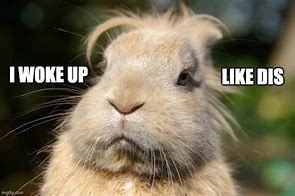 Image result for Cute Rabbit Memes Wednesday