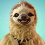 Image result for Realy Cute Sloth Wallpaper
