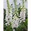 Image result for Digitalis purpurea Snow Thimble