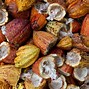 Image result for Cacao vs Cocoa