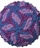 Image result for Zika Under Microscope