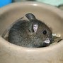 Image result for Cute Baby Mouse