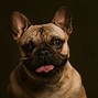Image result for Dog Portraits Black Background