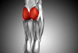 Image result for gluteo