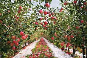 Image result for Beautiful Apple Orchard