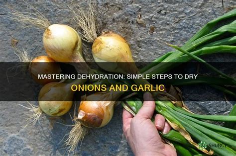 Image result for Simple Product Page Using HTML and CSS