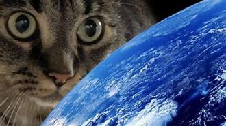 Image result for The Island Earth Cat