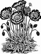Image result for Free Vintage Clip Art in Black and White