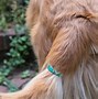 Image result for Warts On Dogs Tail