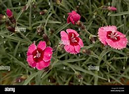 Image result for Dianthus India Star