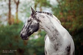 Image result for Polish Warmblood Horse