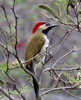 Image result for Colaptes atricollis