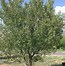 Image result for Prunus cerasus Gorsemkriek