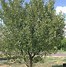 Afbeeldingsresultaten voor Prunus cerasus Brugse Kortsteel