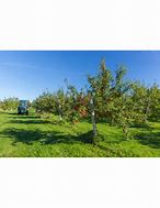 Image result for Cortland Apple Tree