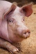 Image result for iPhone Pig Face