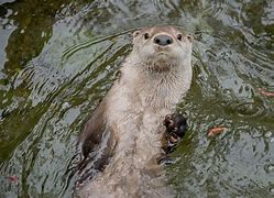 Image result for River Otter Swimming