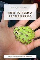 Image result for Pacman Frog Meme