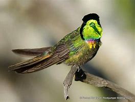 Image result for Augastes Trochilidae