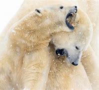 Image result for Sony Photography Awards Wildlife and Nature