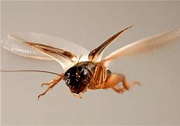 Image result for Flying Cricket Bug