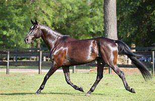 Image result for Thoroughbred Sport Horse