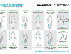 Image result for Medical Term Body Chart