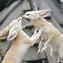 Image result for Fennec Foxes