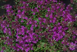 Image result for Thymus praecox Purple Beauty