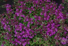 Thymus praecox Purple Beauty के लिए छवि परिणाम